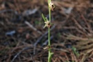 Ophrys mammosa x elegans